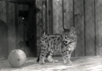Leopard Cub with a Ball